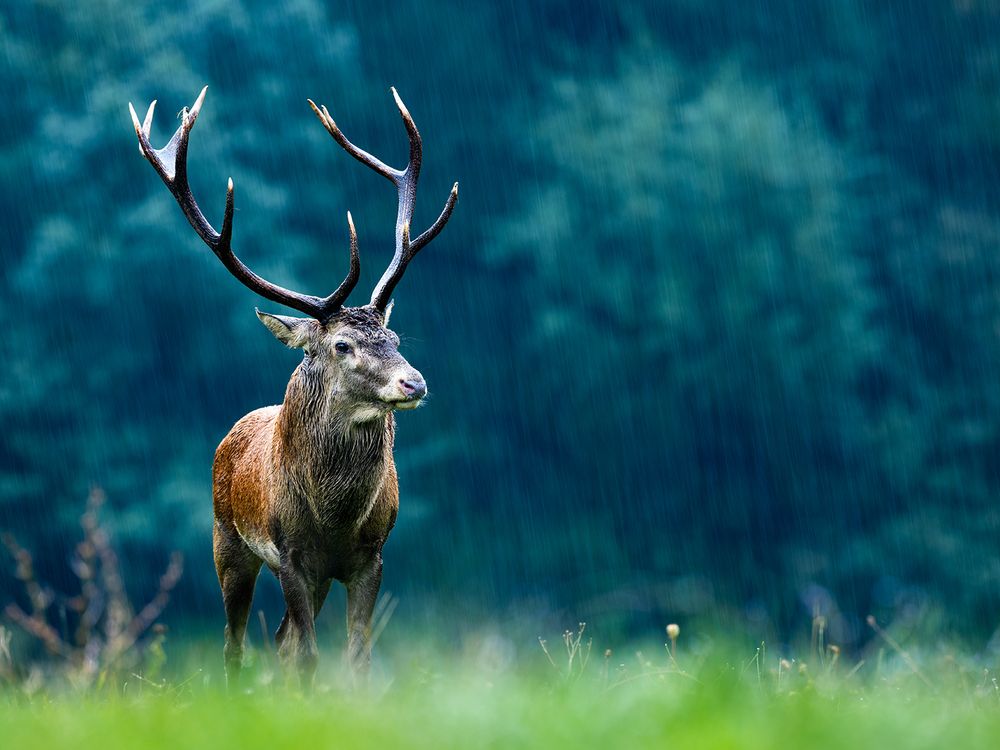 Photograph by Ervin Horesnyik