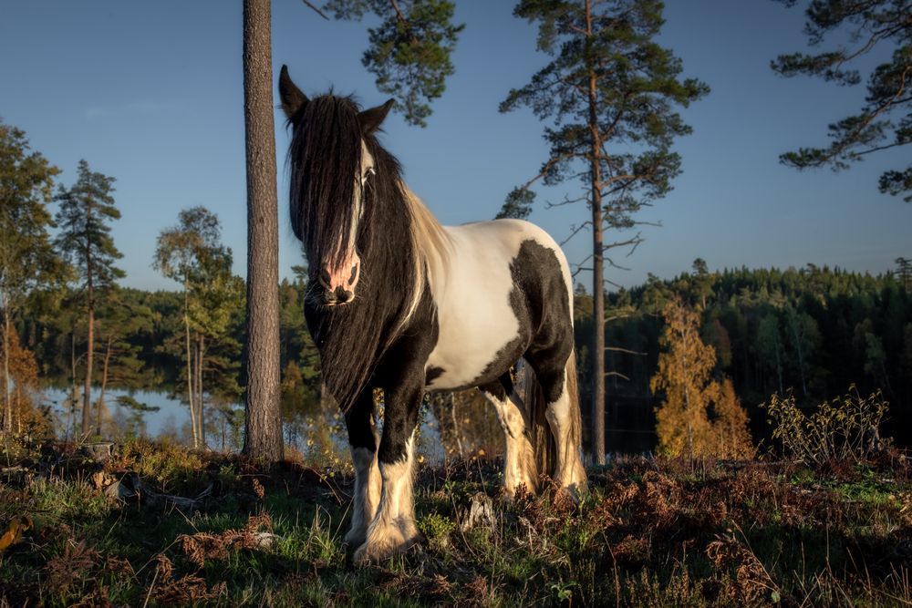 Photograph by Linda Persson