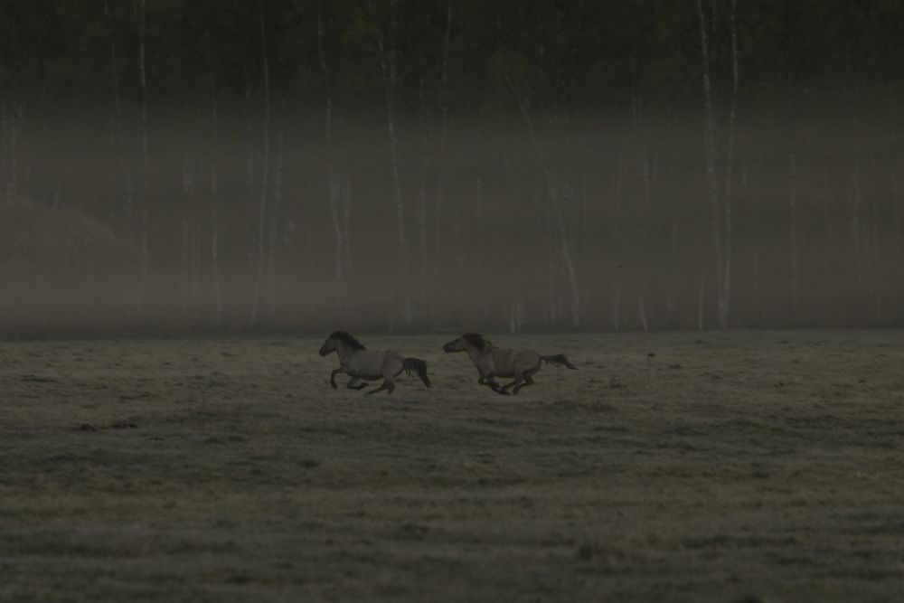 Photograph by Ольга Шайдулина