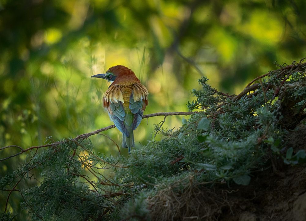 Bee-eater