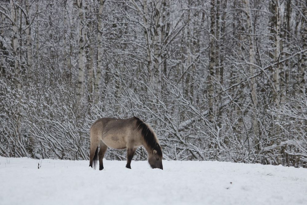 Photograph by Надежда Зайцева