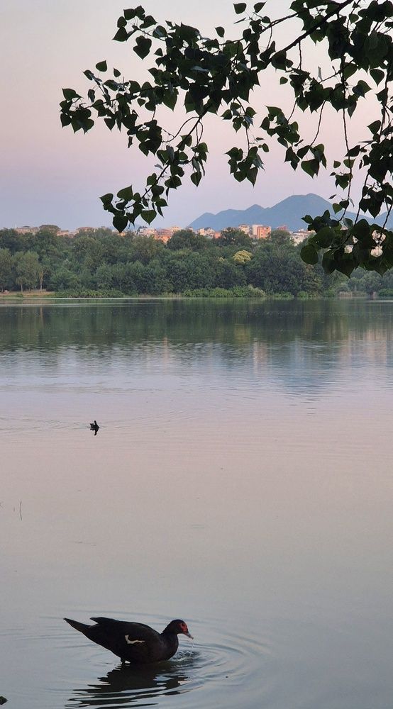 Фотография автора Juliana Pedevilla