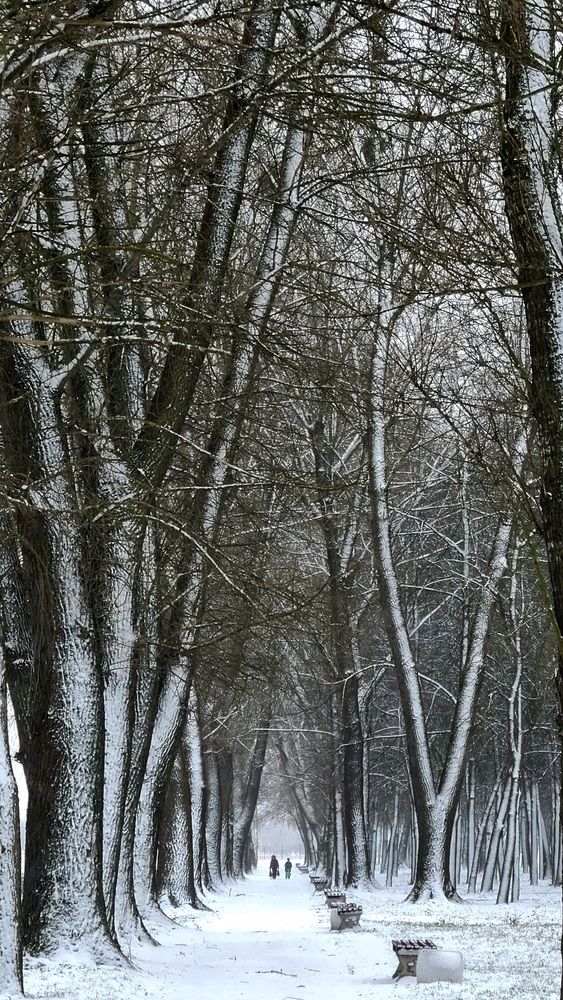 Чёрно-белые линии