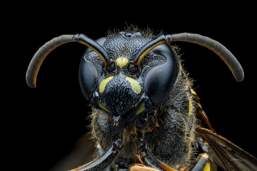 Potter/Mason Wasp