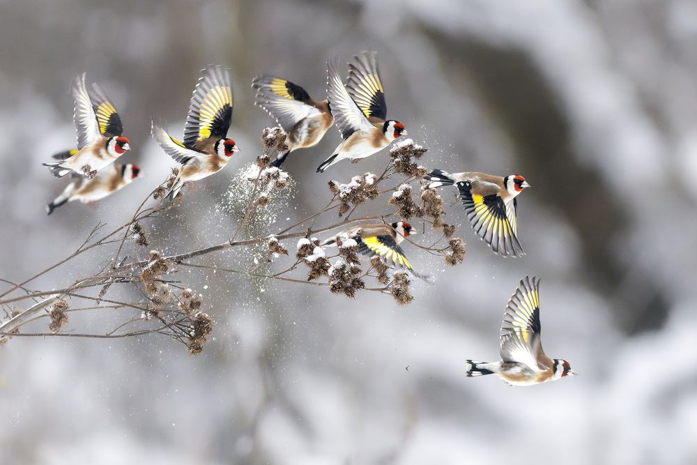 Зимние бабочки