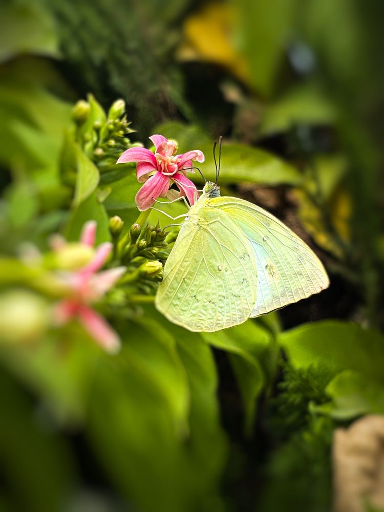 Magic of nature