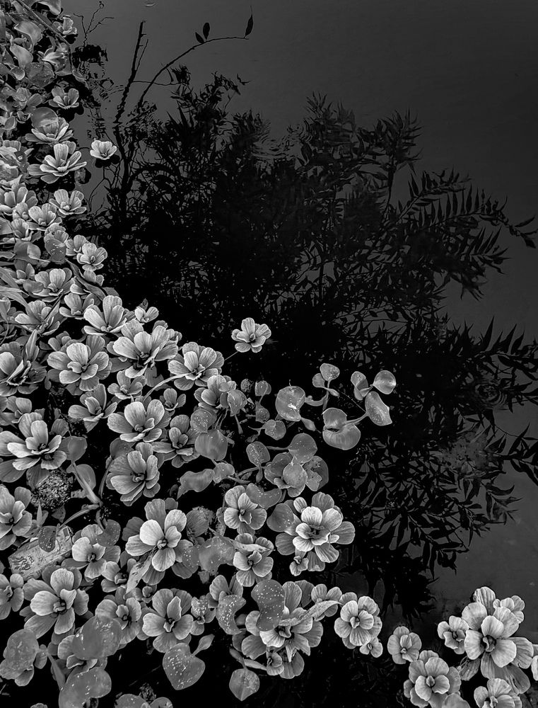 Photograph by zakaria yahia