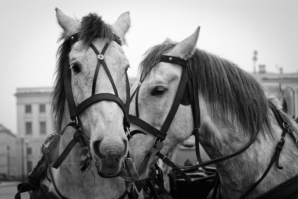 Фотография автора Nikolay Slutskiy