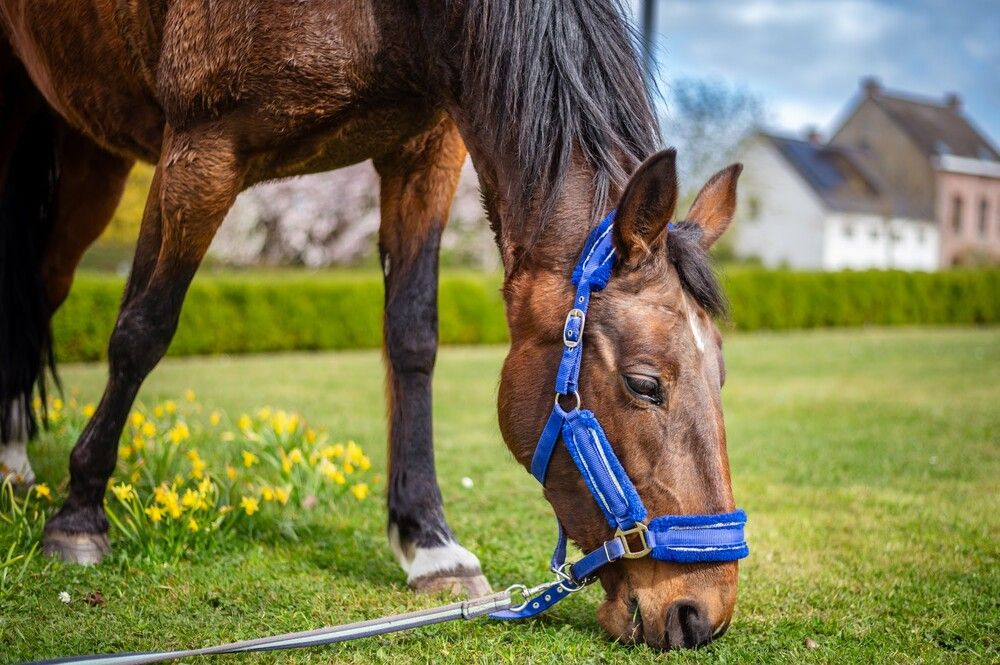 Photograph by Oksana Yermoshenko