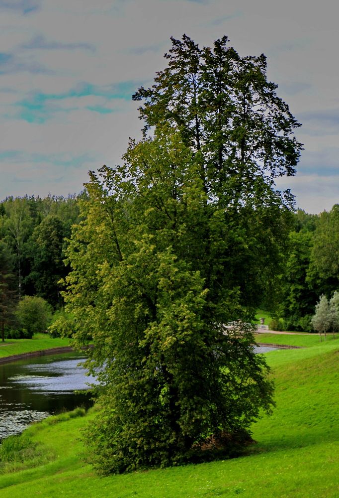 Фотография автора АЛЕКСАНДР ЦЫГЕЛЬНЮК