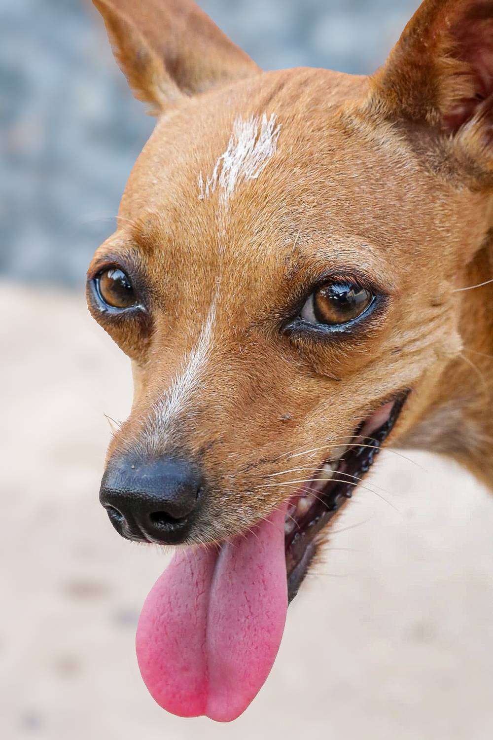 Nosso pet pipoca