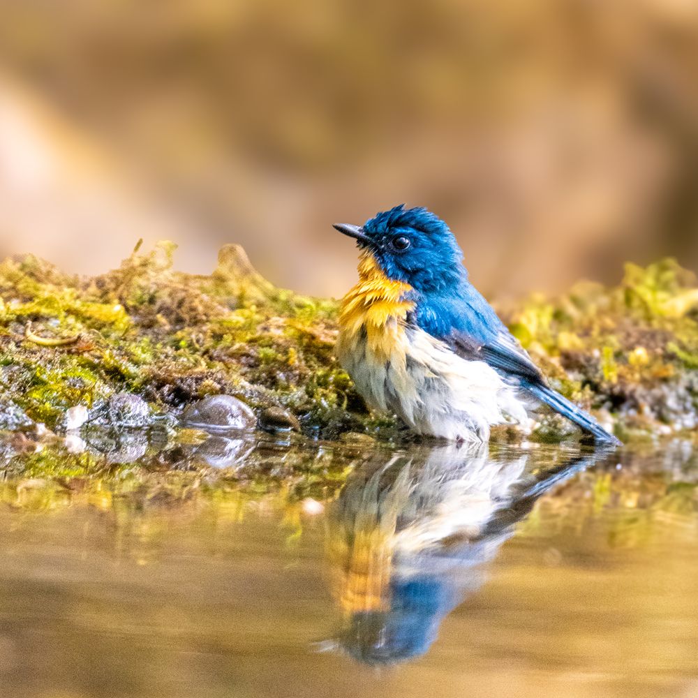 Tickells Blue Flycatcher