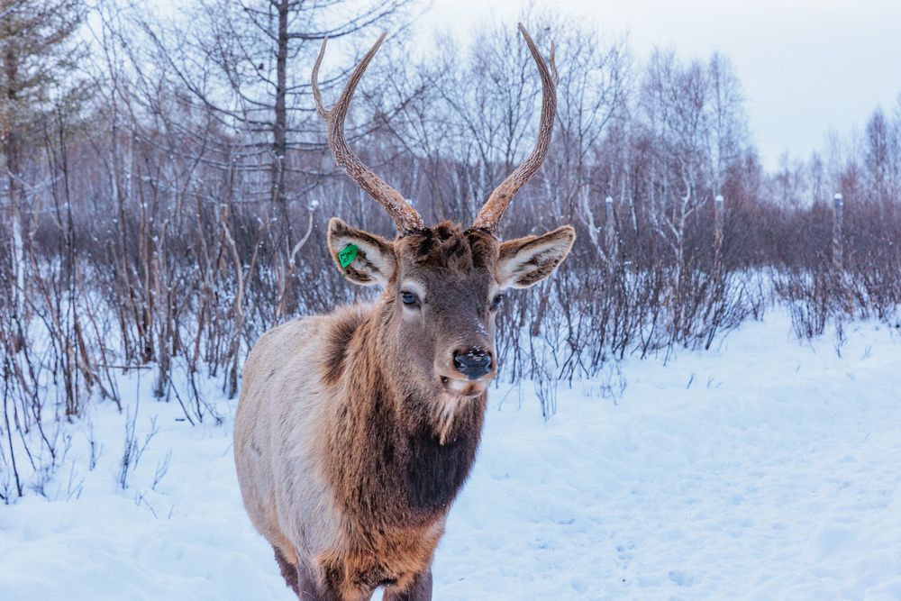 Photograph by Коптелов Виктор