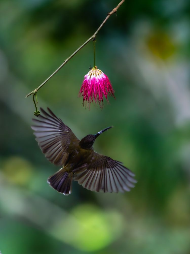 Photograph by Vipin P C