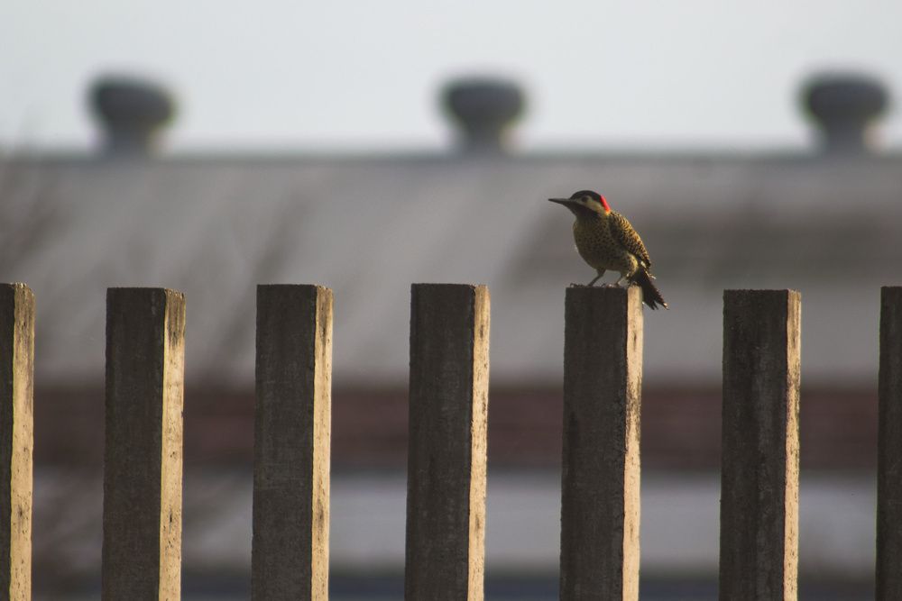 Photograph by Guillermo Topp
