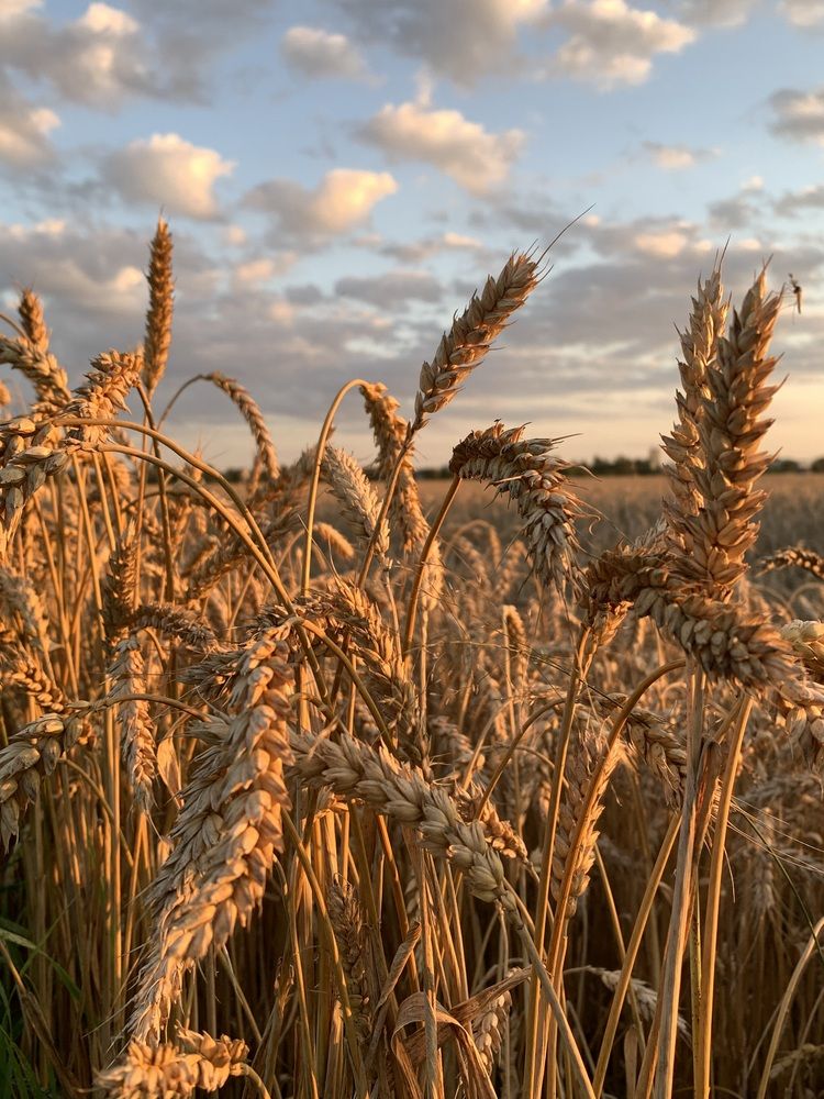 Фотография автора Ирина Шпаковская