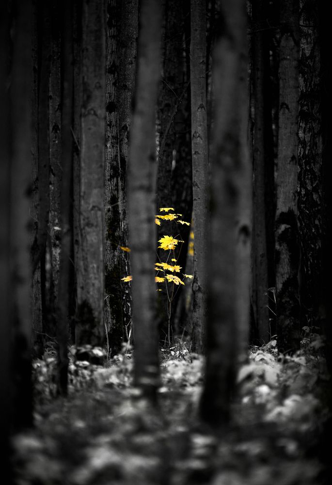 Photograph by Андрей Некрашевич