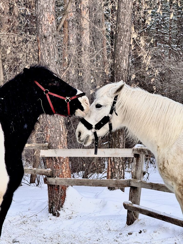 Фотография автора Галина Шиманцова
