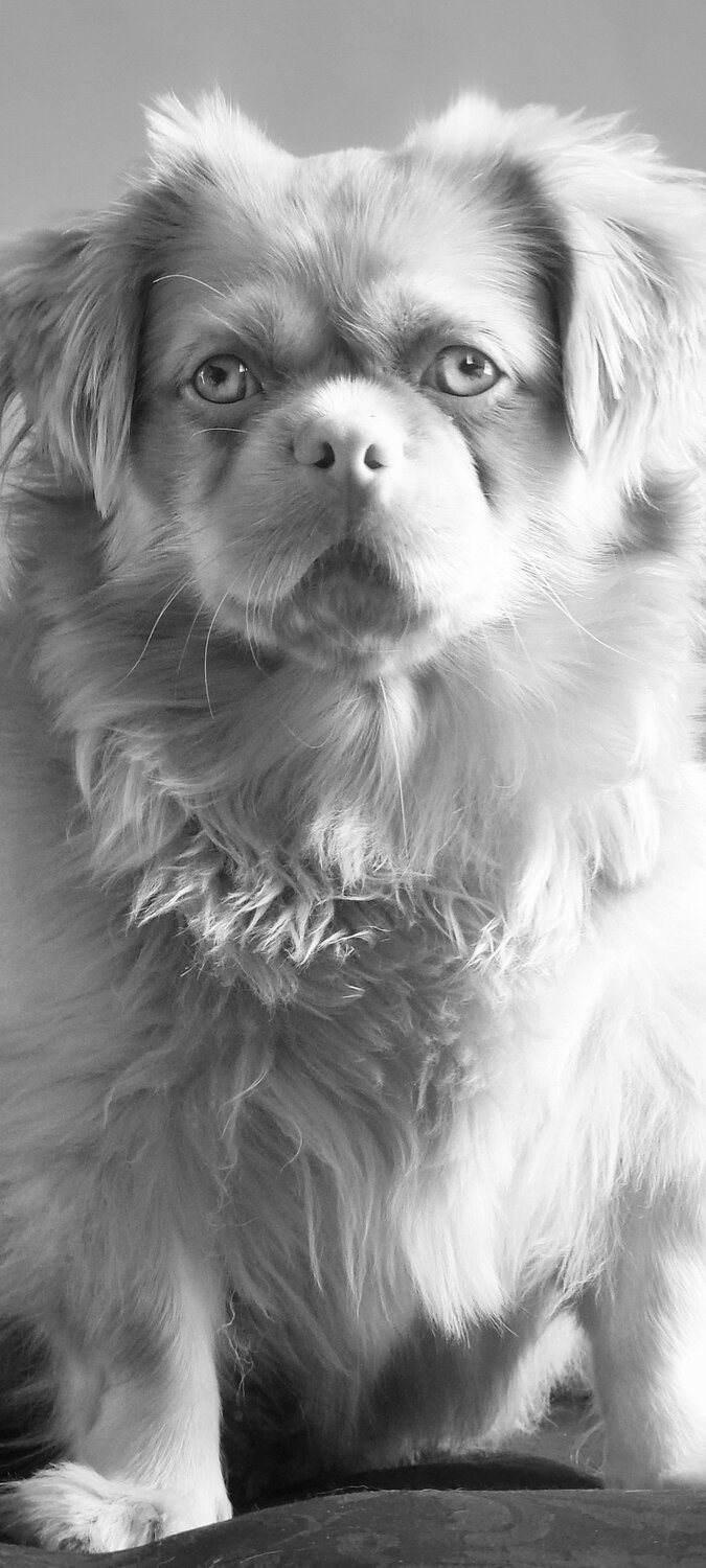 Modelo Canina