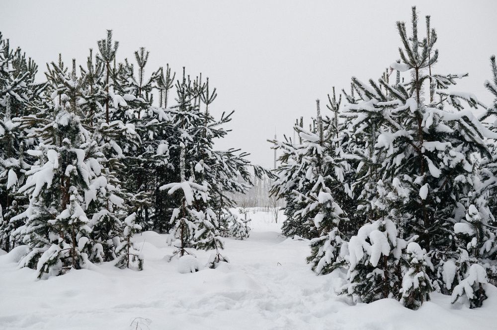 Photograph by Светлана Субботина