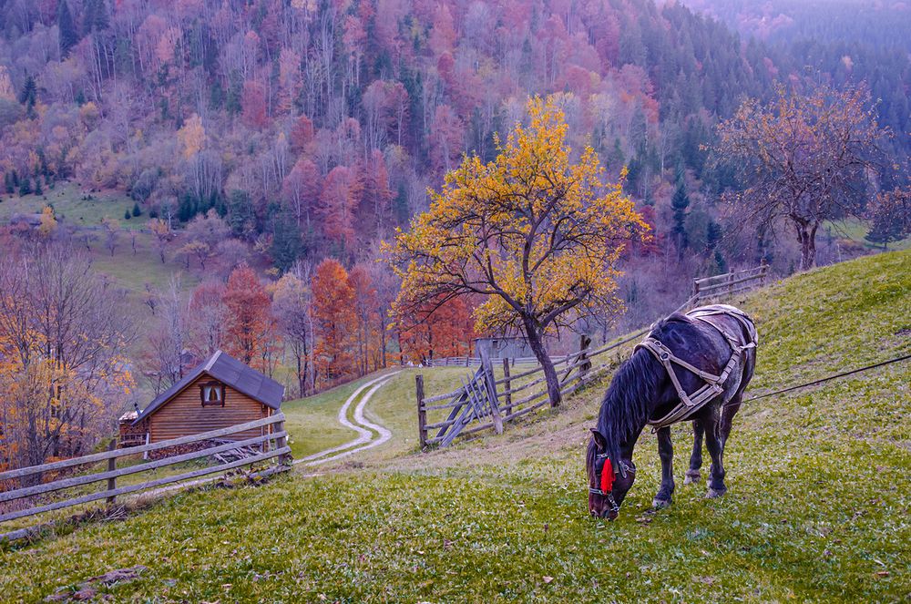 Конь праздничный