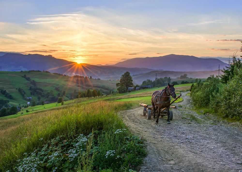 Где хозяин?