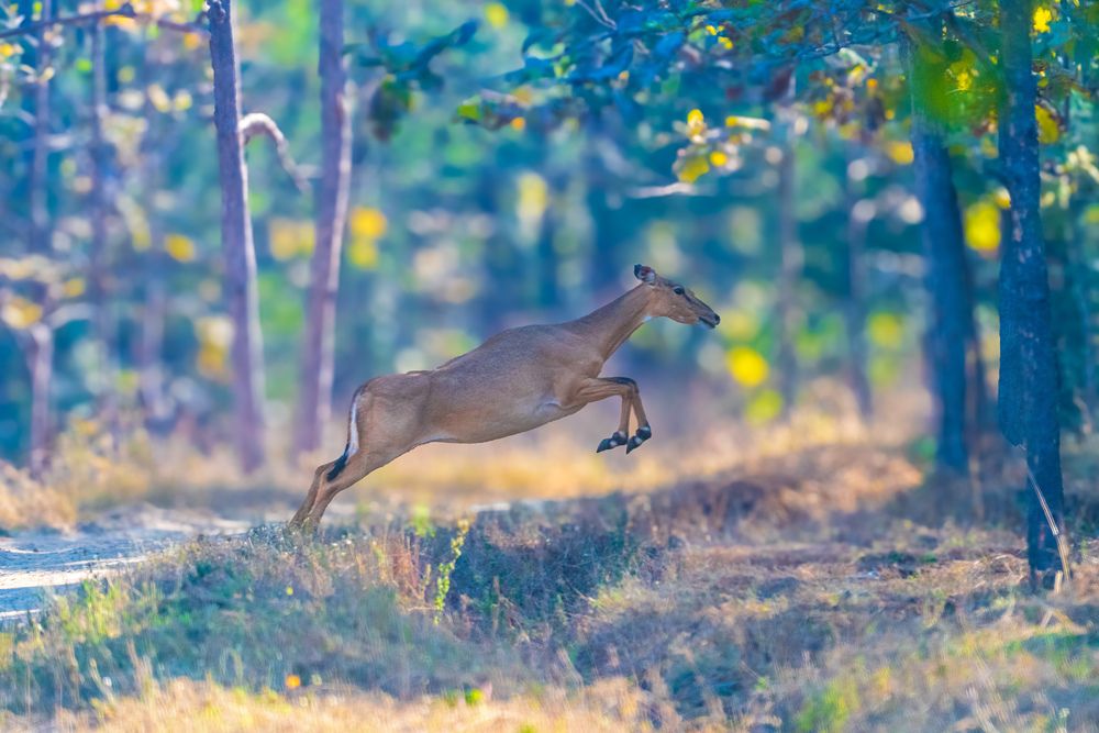 Photograph by Ayan Bhattacharya