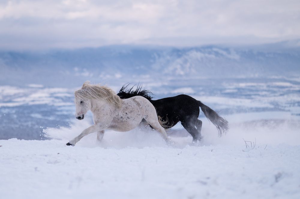 Photograph by Jasmin Džebo