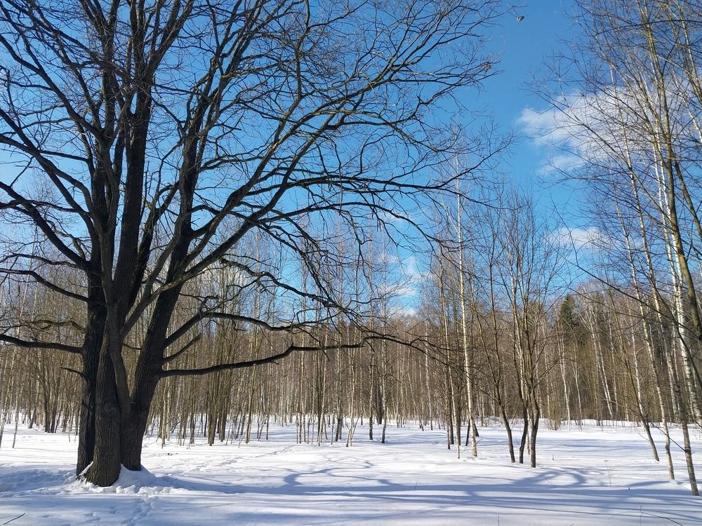 Photo #13057085