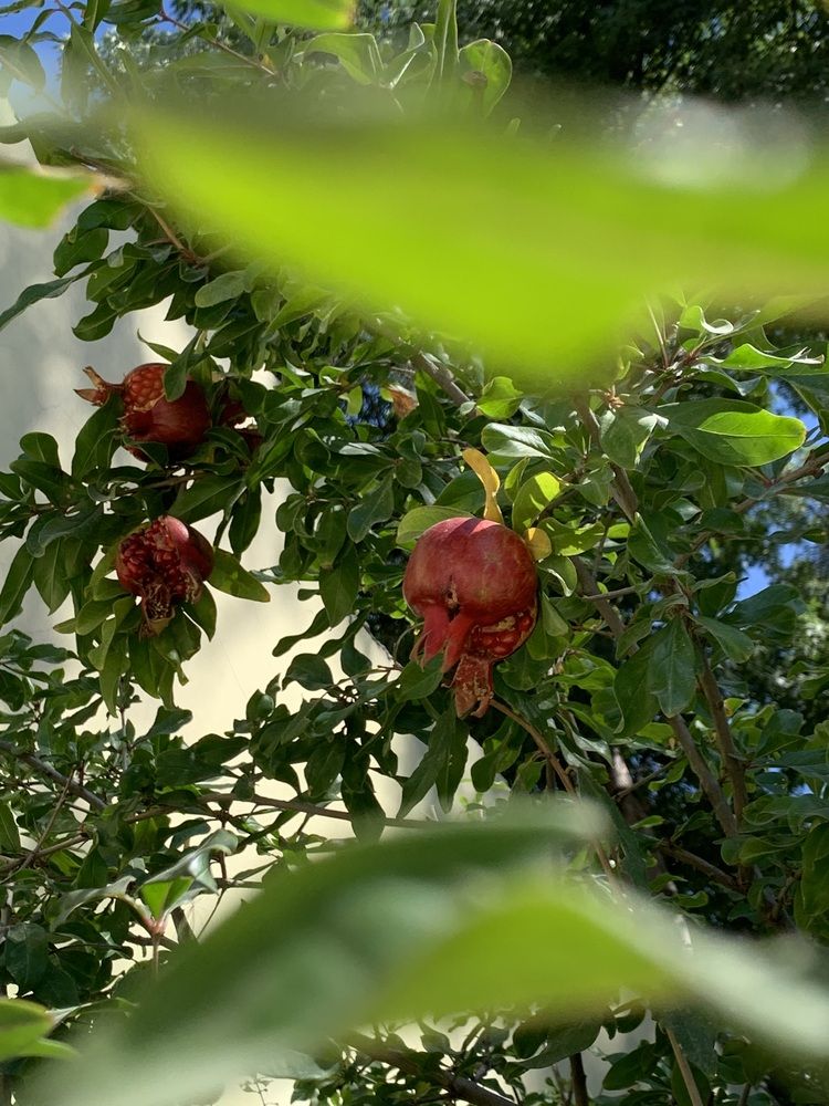 Photograph by гульназ замалеева