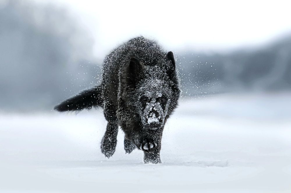 Photograph by Светлана Лукашкина
