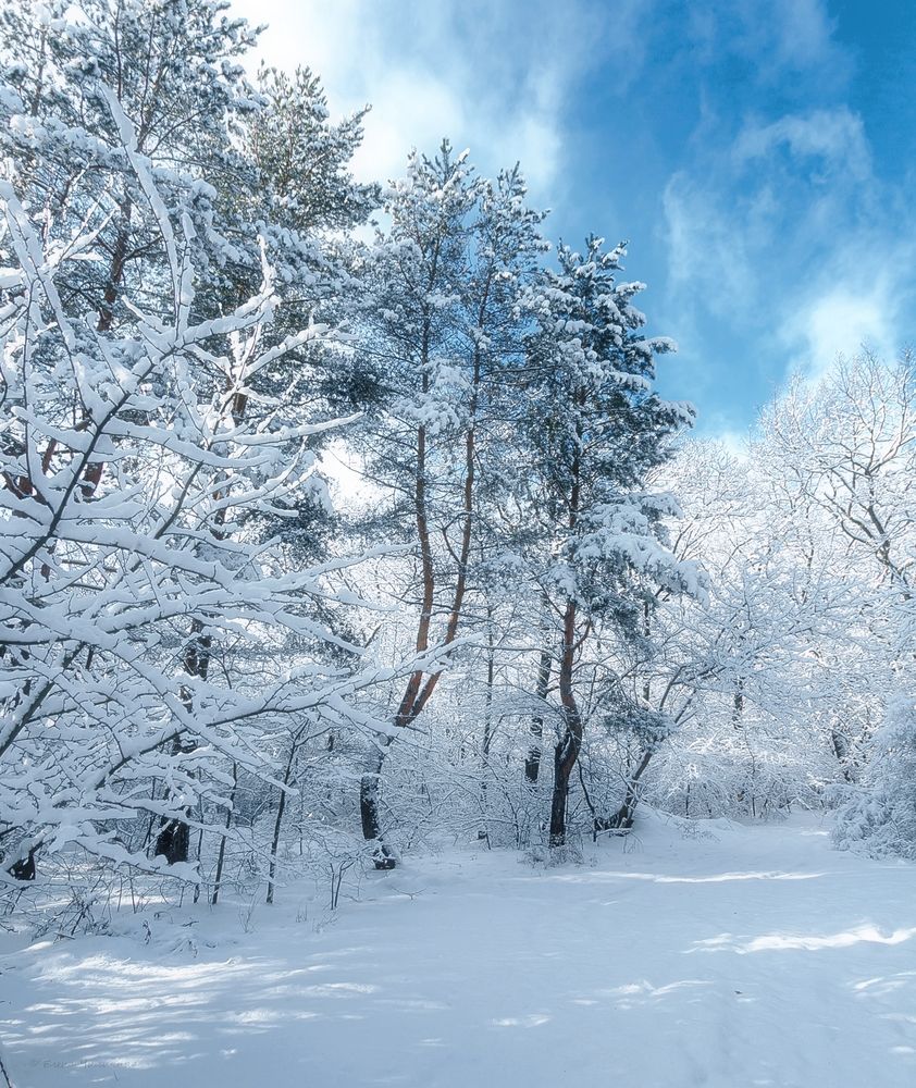 Фотография автора Elena Chilikina