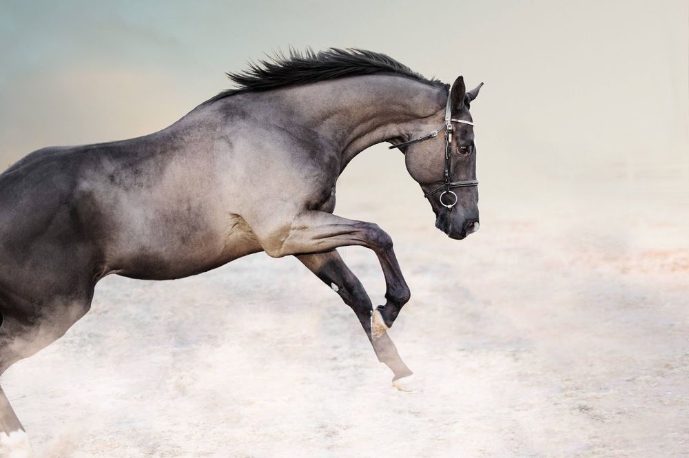 Фотография #13057720