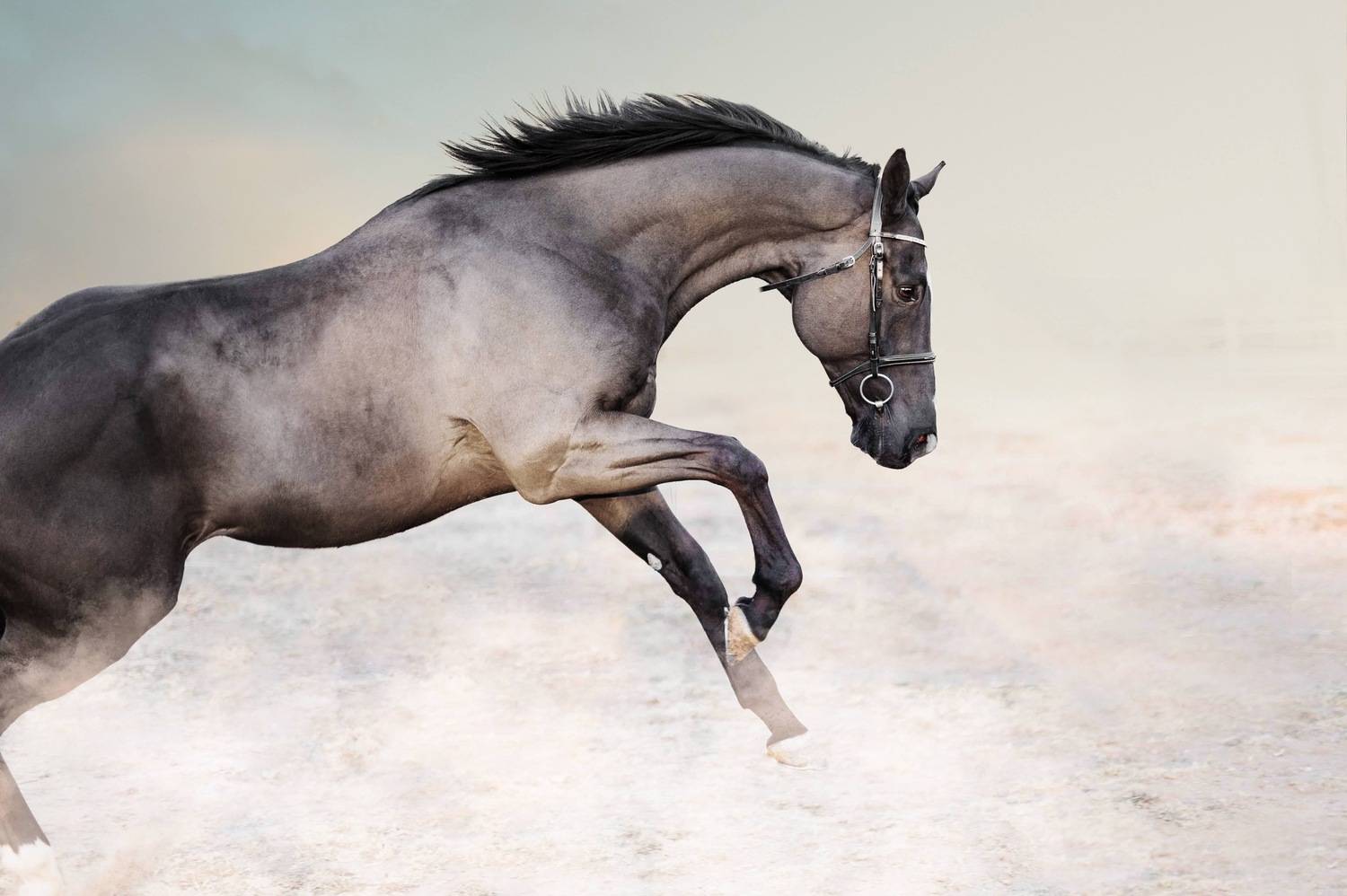 Фотография #13057720