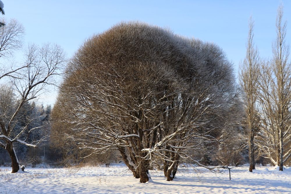 Photo #13057788