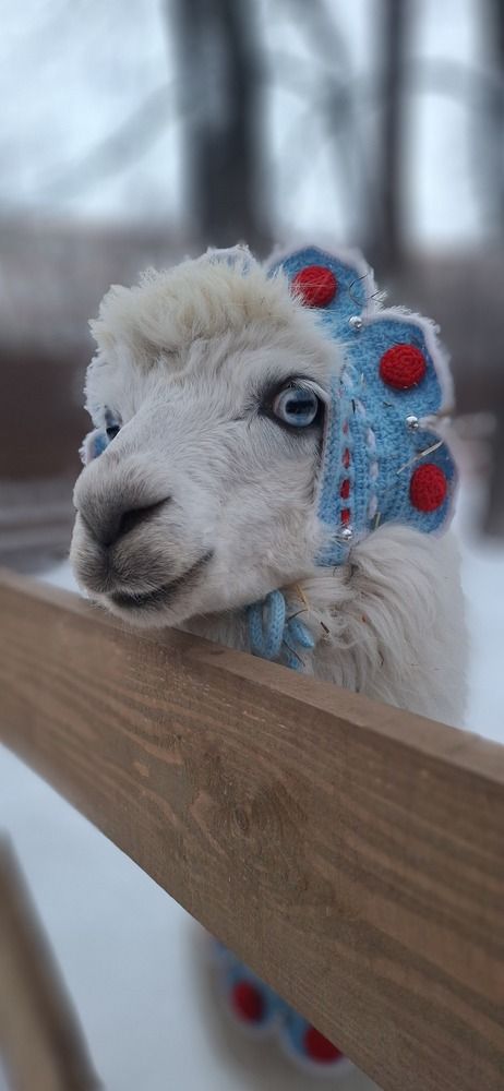 Прекрасная альпака