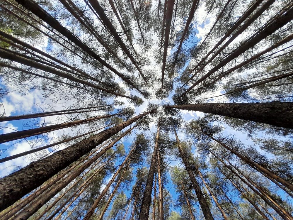 Photograph by Ольга Березовская