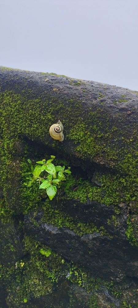Photo #13058010