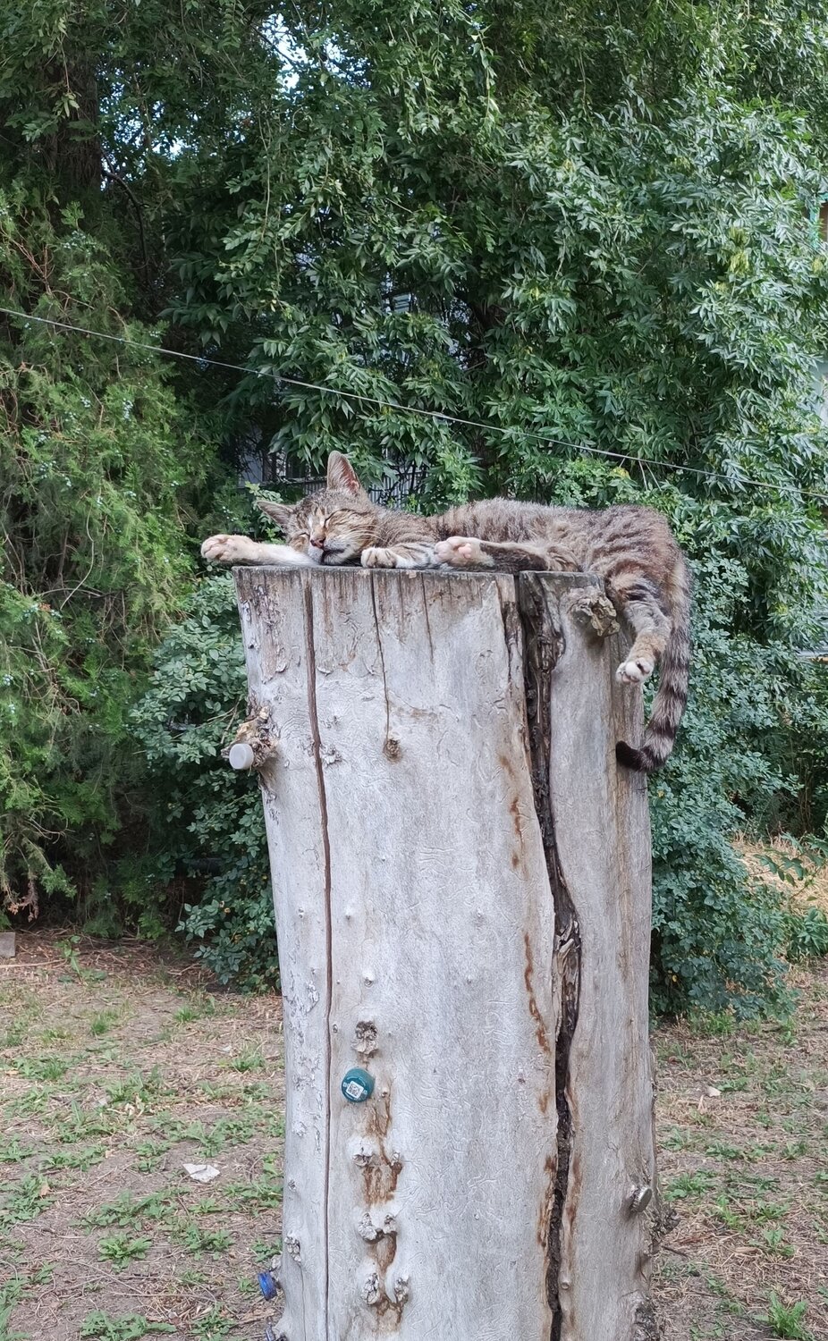 Photo #13058114