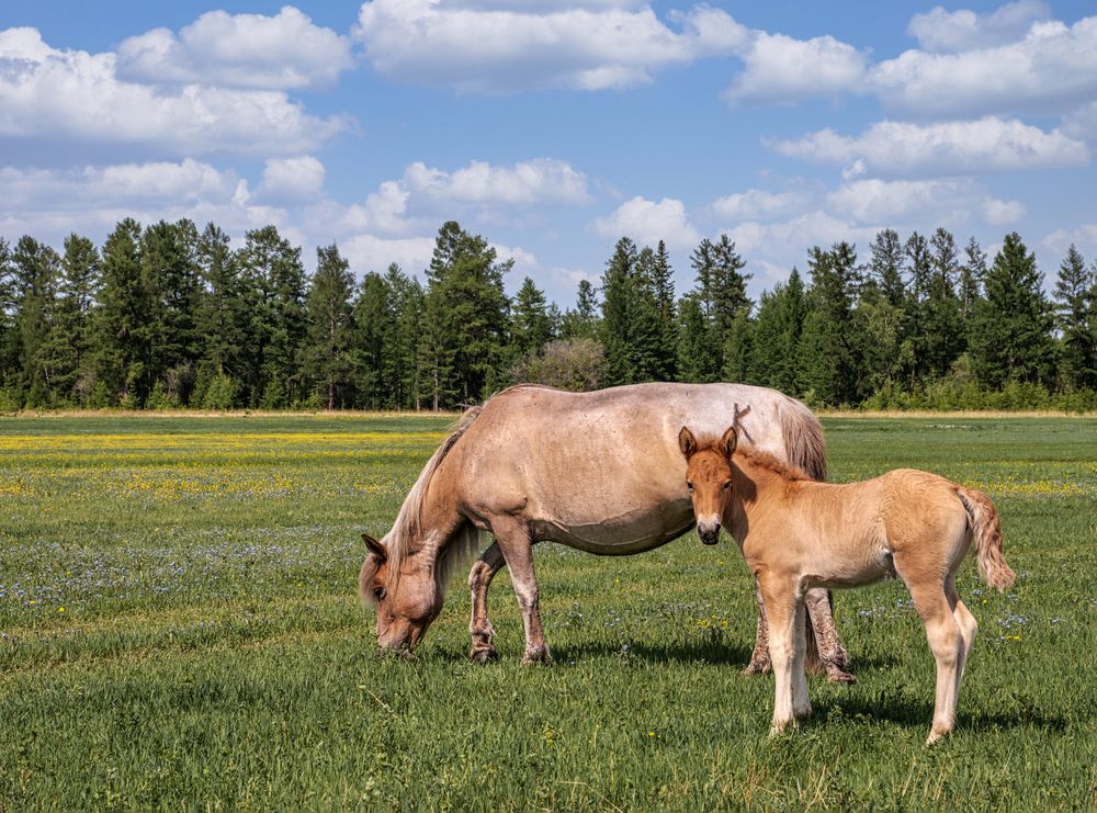 Photograph by Саргылана Прокопьева