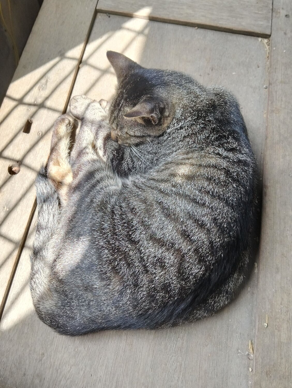 Photo #13058137