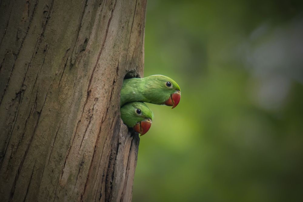 Photograph by Sifat Sharker