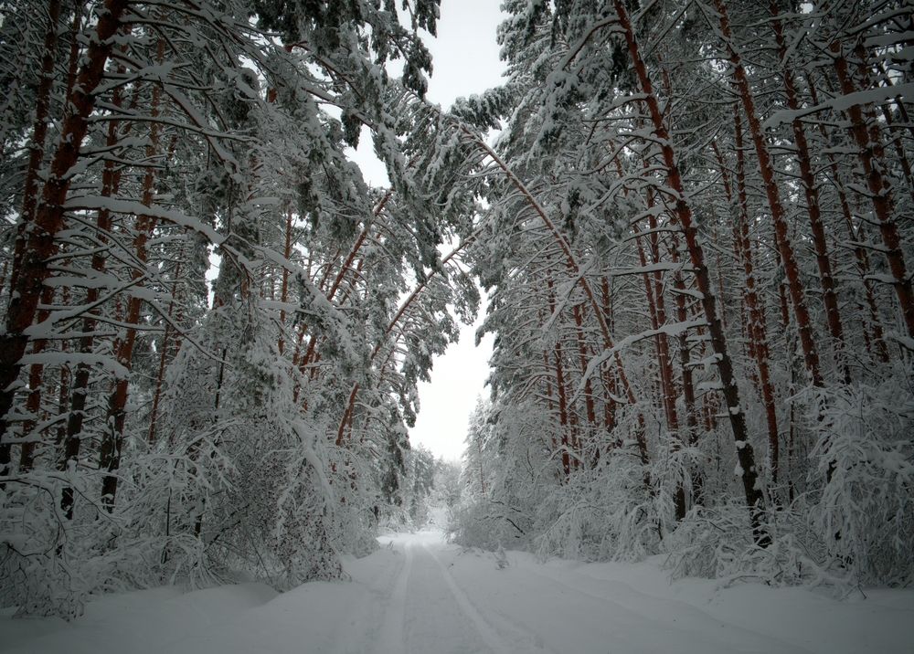 Photograph by Игорь Носков (Домненко)