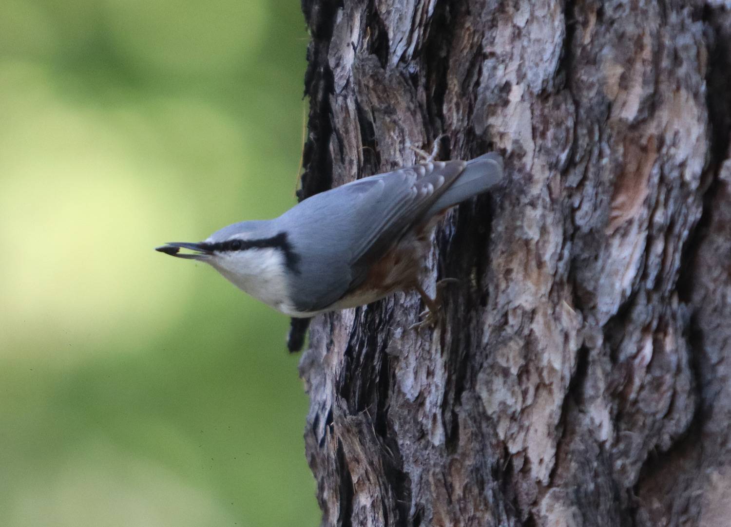 Photo #13058383