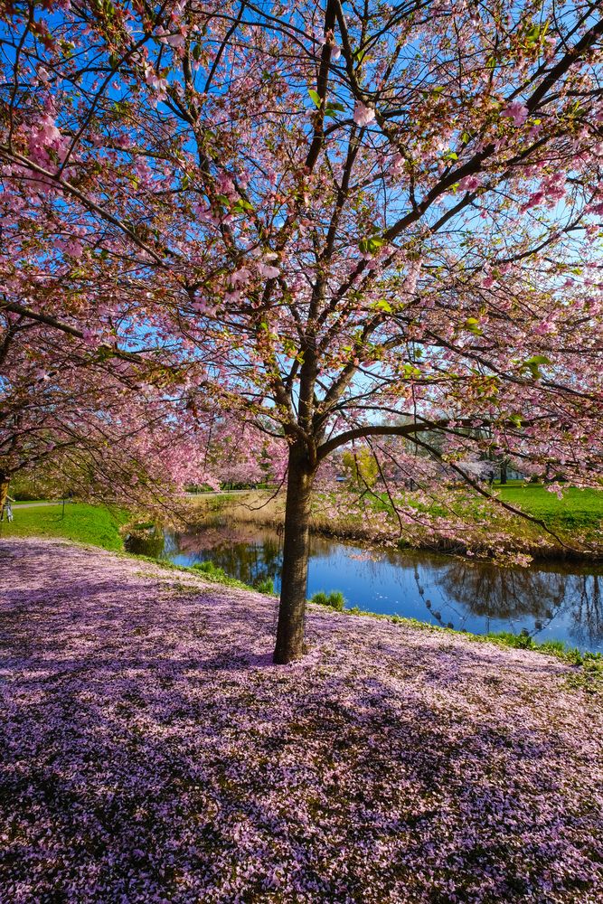 Фотография автора Elvijs Kalnins