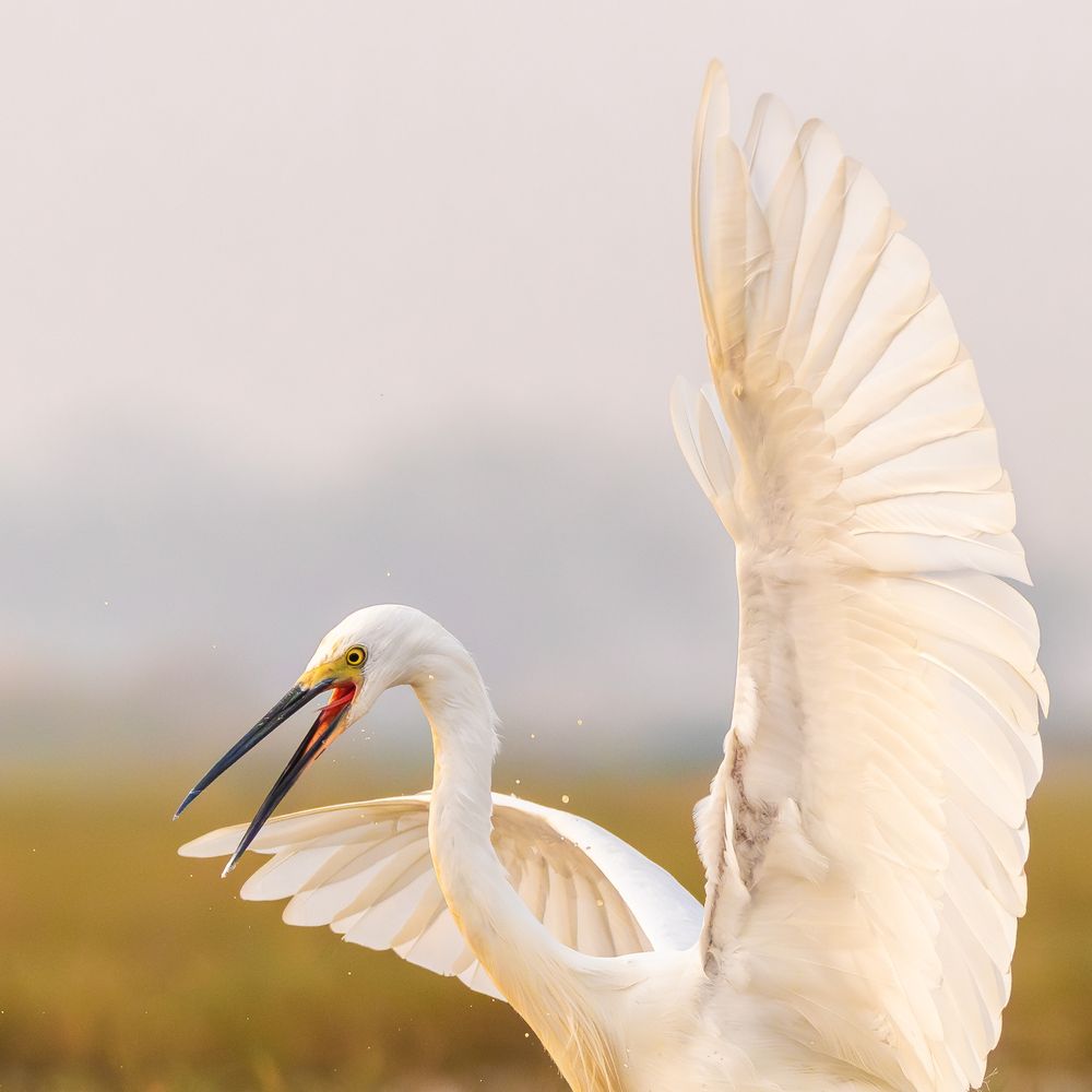Photograph by RINI GHOSH