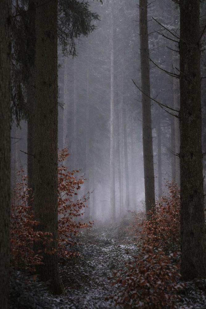 Фотография автора Olga Schmidt