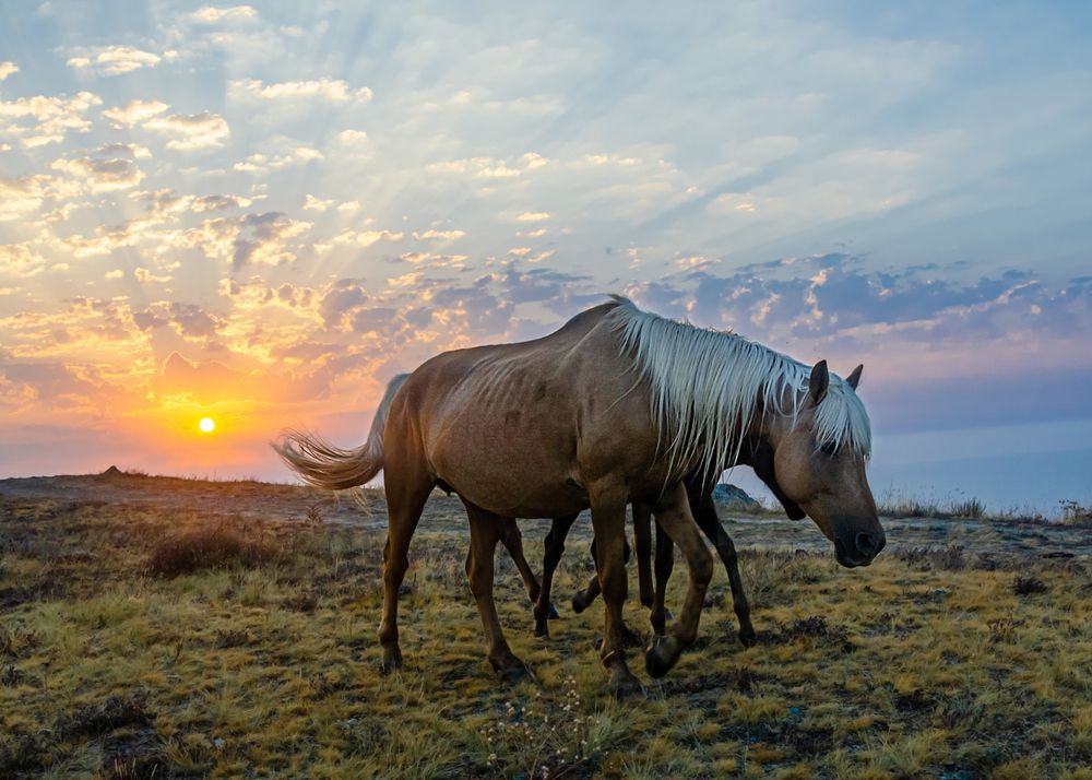 Многоножка