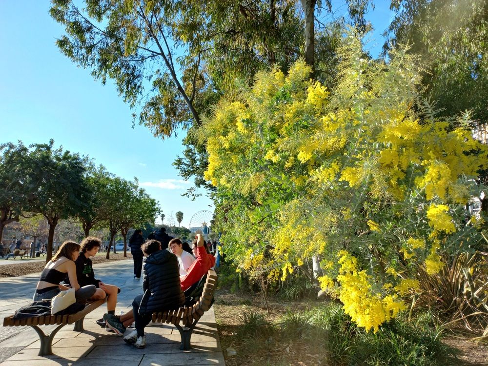 Enjoying mimosa fragrance