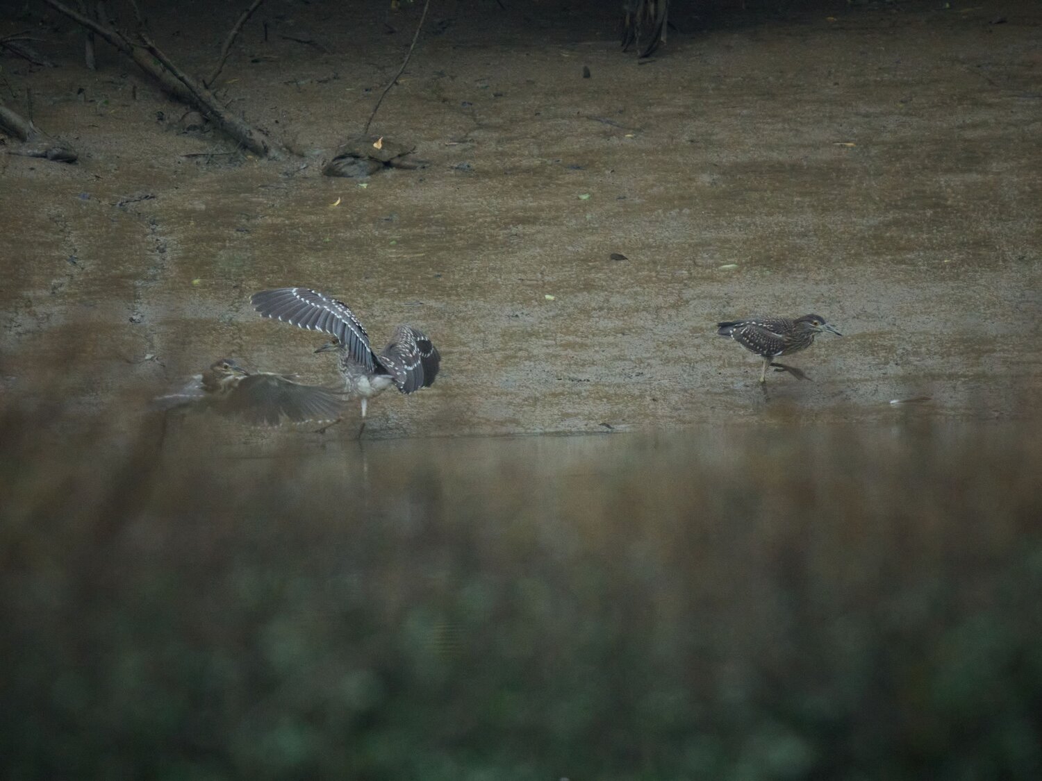 Photo #13058751